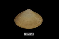 藏品(馬珂蛤)的圖片